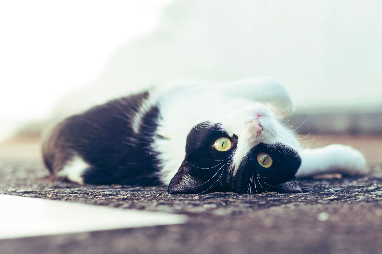 Adopting Pickle: a rescue cat for the new house