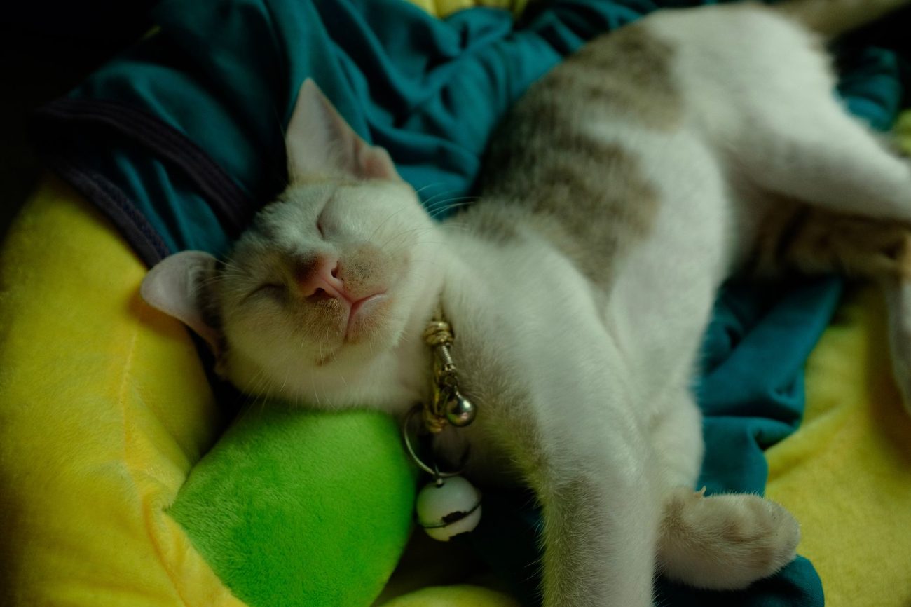 Pickle's first year: what a cat costs us (and what she's broken)