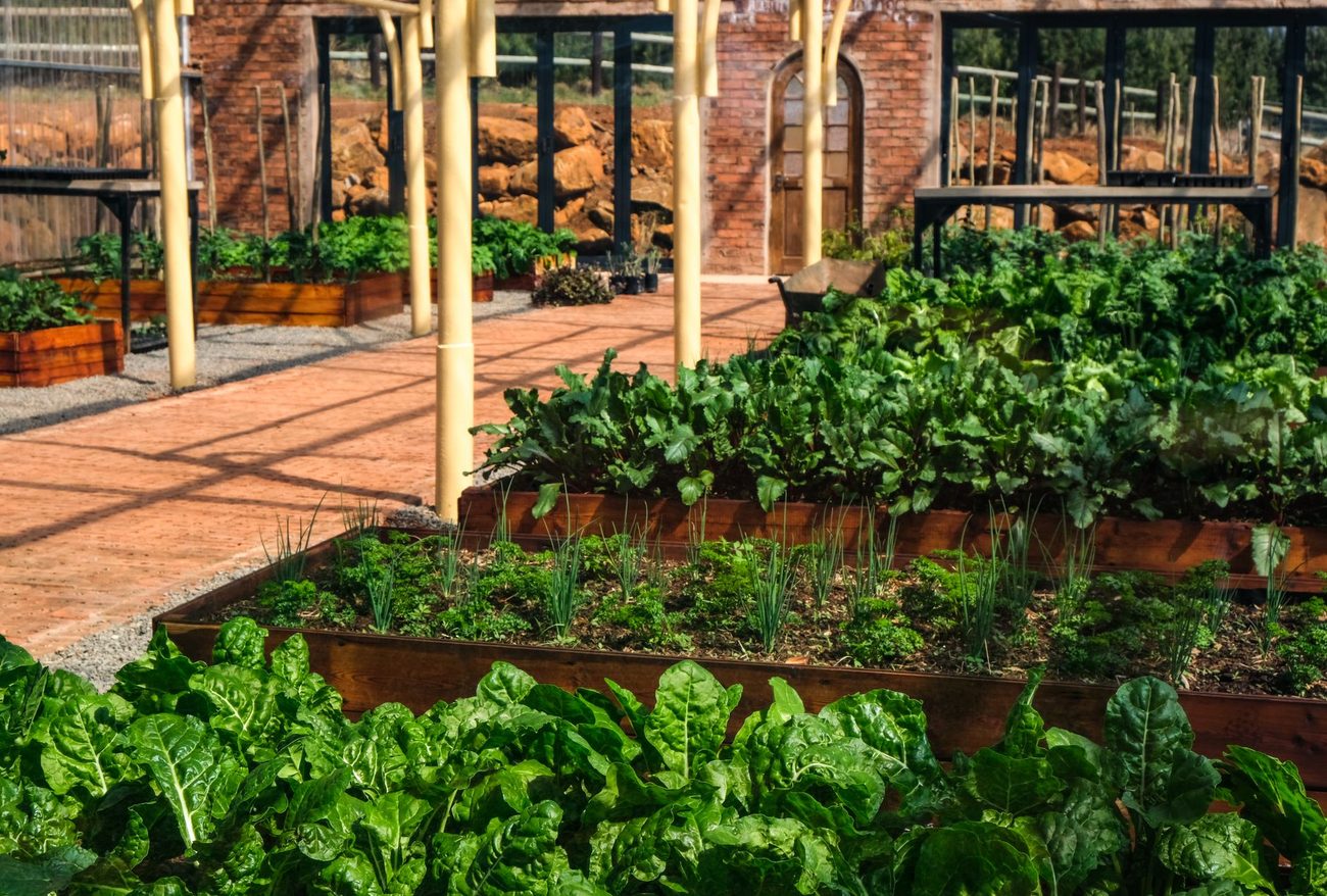 Scaffold-board raised beds on a sloping Sheffield garden