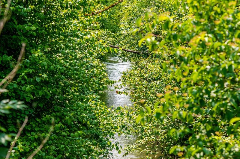 Rivelin Valley on a Sunday: our favourite free walk from the front door