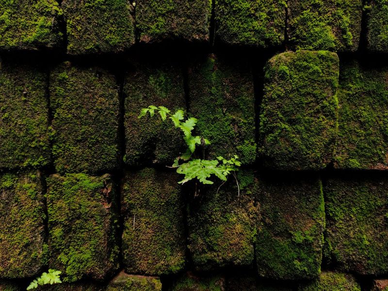 The damp specialist wanted £3,800. The independent surveyor found a path.