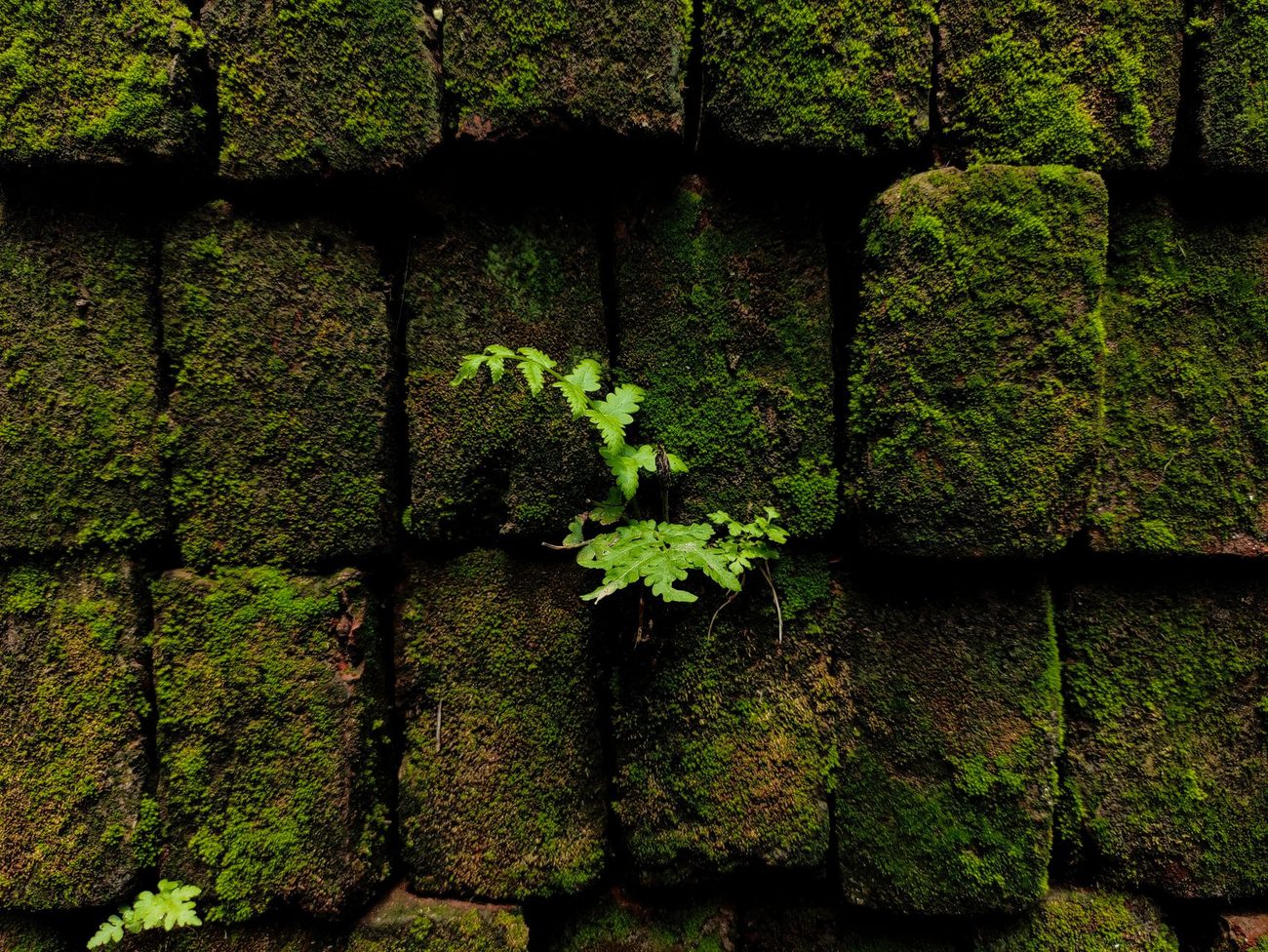 The damp specialist wanted £3,800. The independent surveyor found a path.