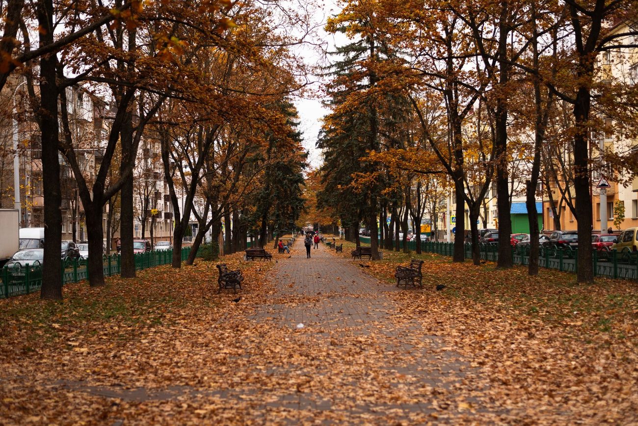 Walkley in autumn: the hill, the leaves and parking after dark